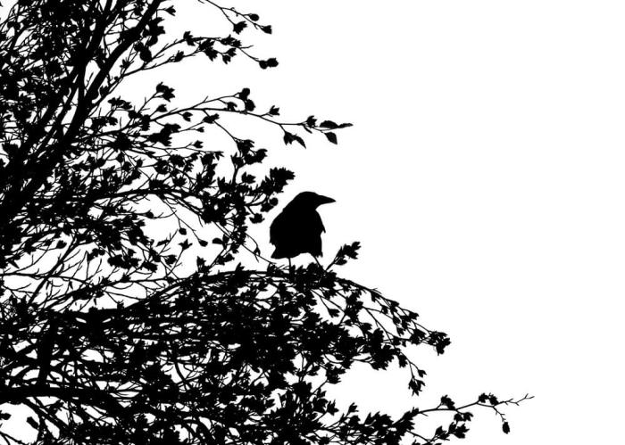 Silhouette of a crow in a tree